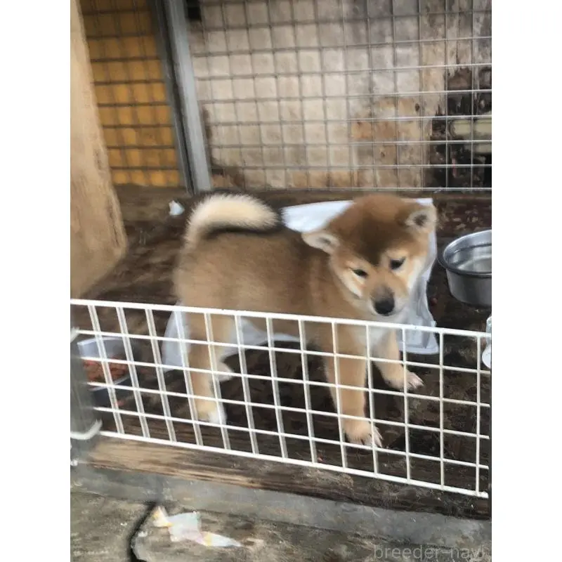 販売中の三重県の柴犬-411435の5枚目