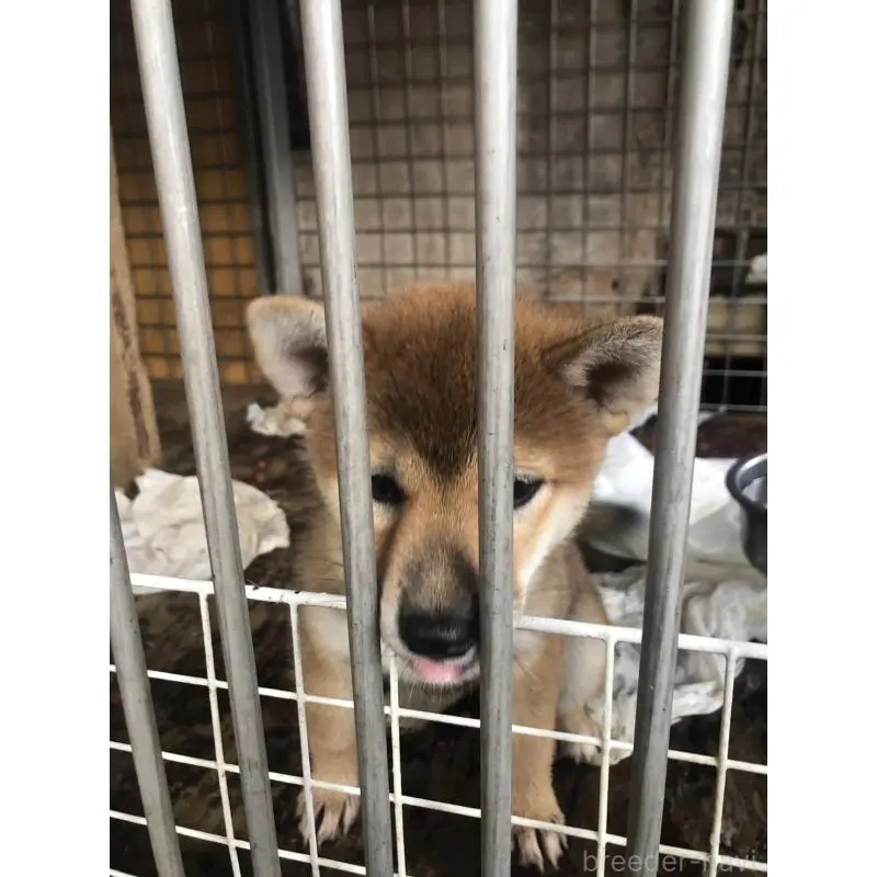販売中の三重県の柴犬-411435の4枚目