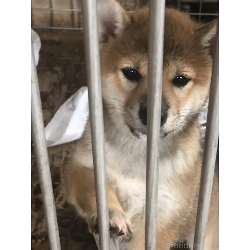 販売中の三重県の柴犬-411435の3枚目