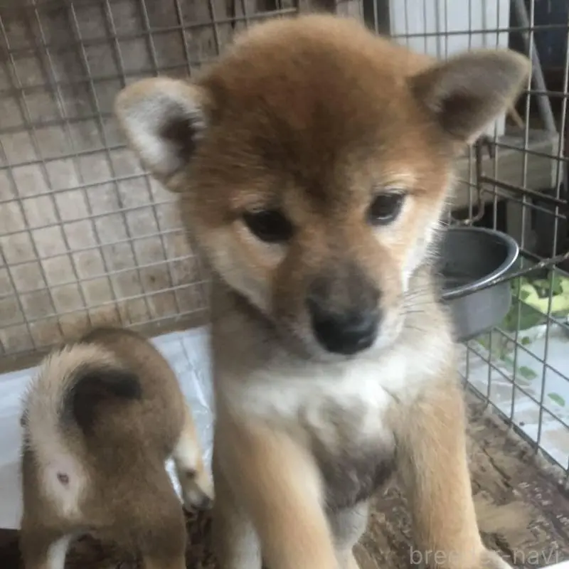 販売中の三重県の柴犬-411435の1枚目