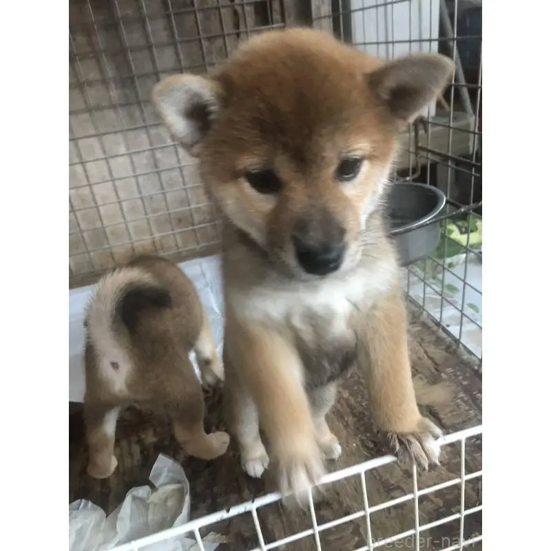 販売中の三重県の柴犬-411435の2枚目