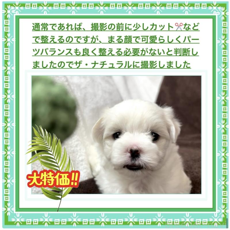 販売中の大阪府のマルチーズ-411436の8枚目