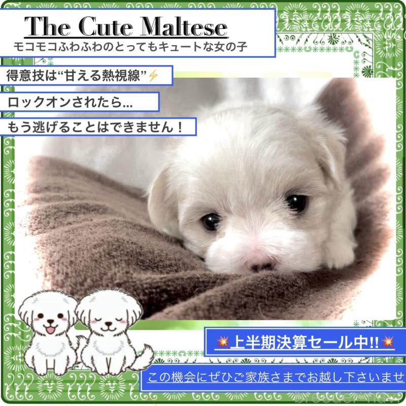 販売中の大阪府のマルチーズ-411436の5枚目