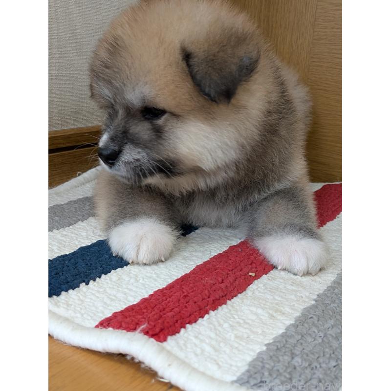 販売中の滋賀県の秋田犬-411440の4枚目