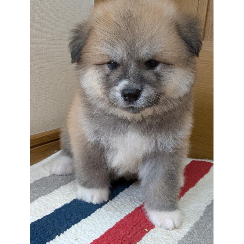 販売中の滋賀県の秋田犬-411440の2枚目