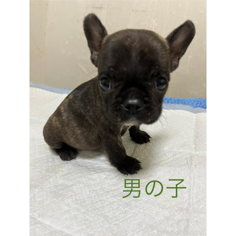 成約済の熊本県のフレンチブルドッグ-403819