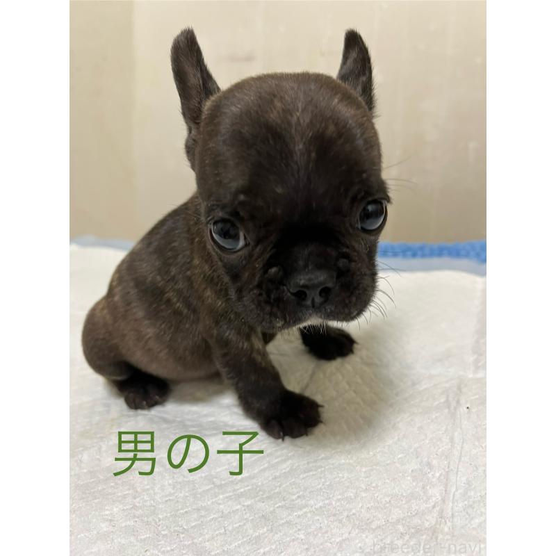 成約済の熊本県のフレンチブルドッグ-403819の5枚目