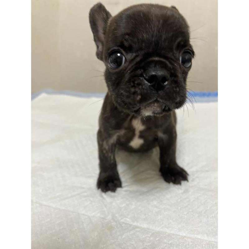 成約済の熊本県のフレンチブルドッグ-403819の4枚目