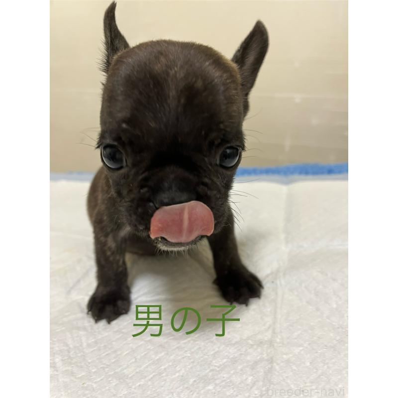 成約済の熊本県のフレンチブルドッグ-403819の3枚目
