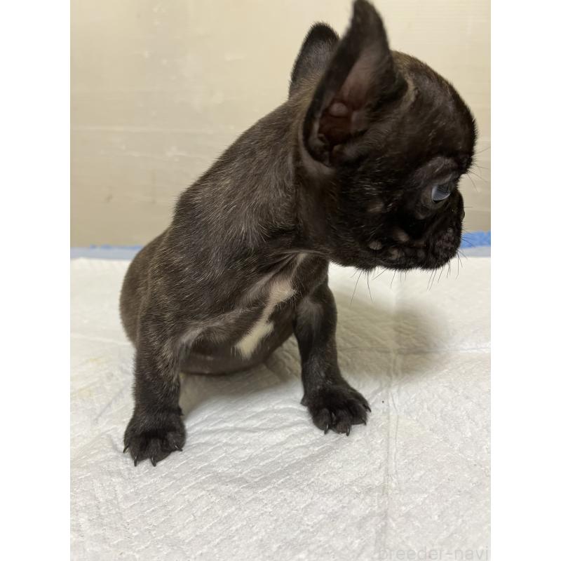 成約済の熊本県のフレンチブルドッグ-403819の2枚目