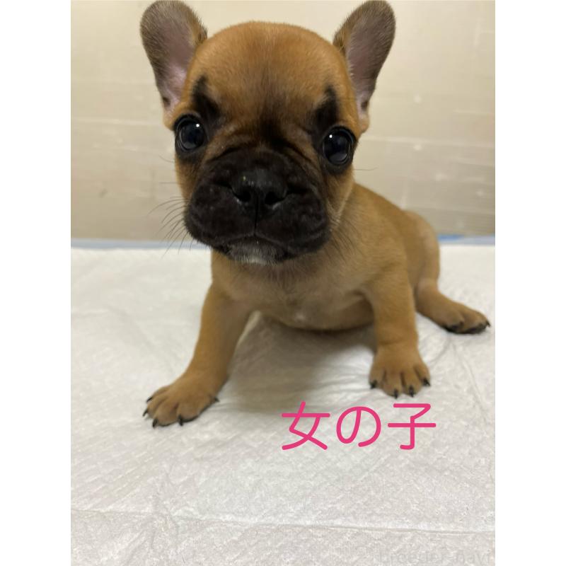 成約済の熊本県のフレンチブルドッグ-409801の1枚目
