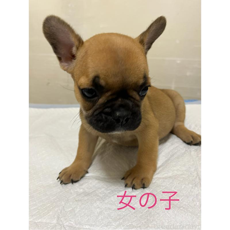 成約済の熊本県のフレンチブルドッグ-409801の4枚目