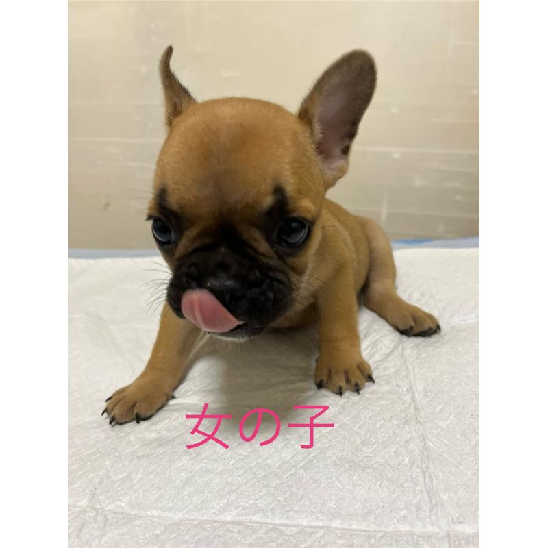 成約済の熊本県のフレンチブルドッグ-409801の3枚目