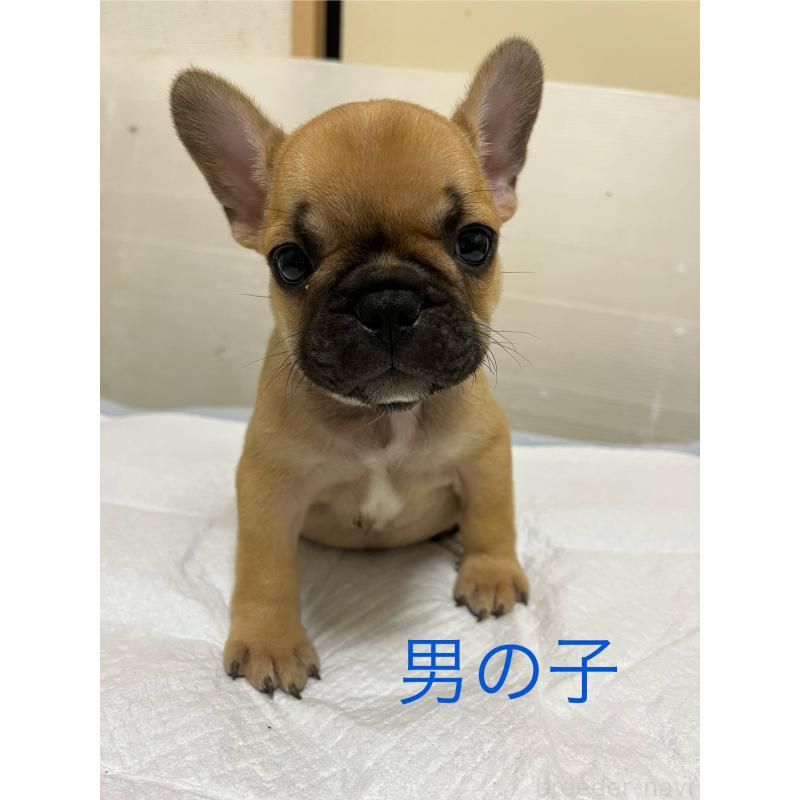 成約済ののフレンチブルドッグ-403817