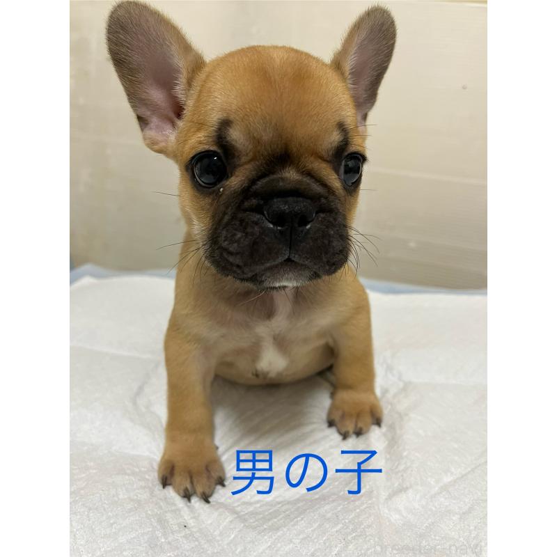 成約済の熊本県のフレンチブルドッグ-403817の4枚目