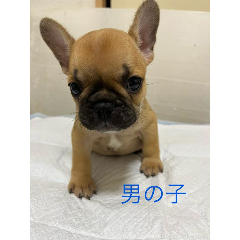 成約済の熊本県のフレンチブルドッグ-403817の3枚目