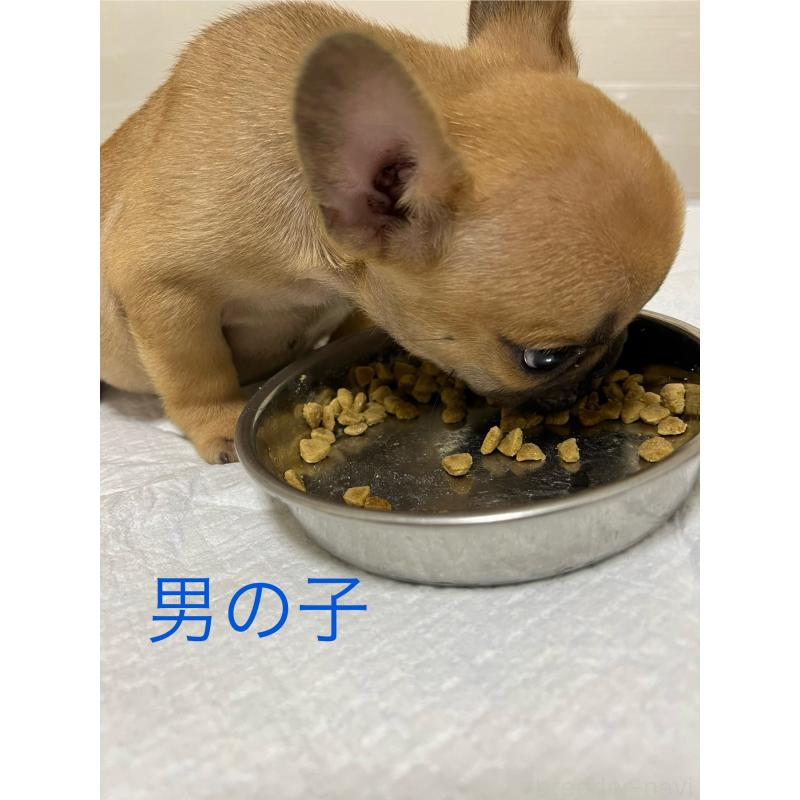 成約済の熊本県のフレンチブルドッグ-403817の2枚目