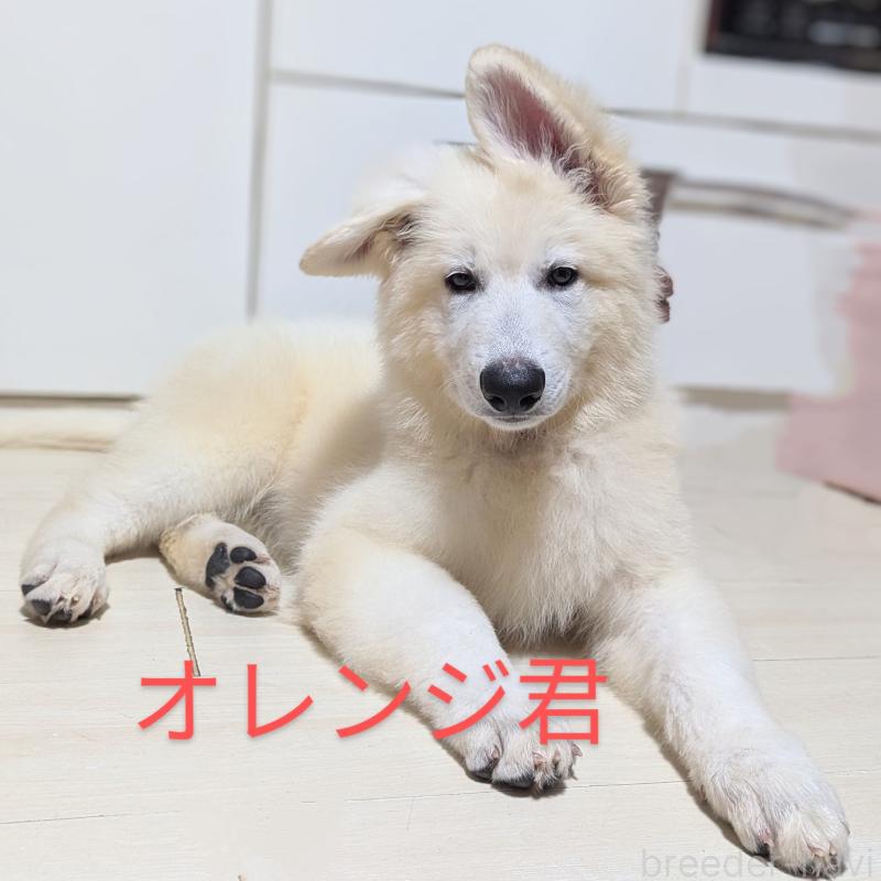 販売中の滋賀県のホワイトシェパード-411443の1枚目