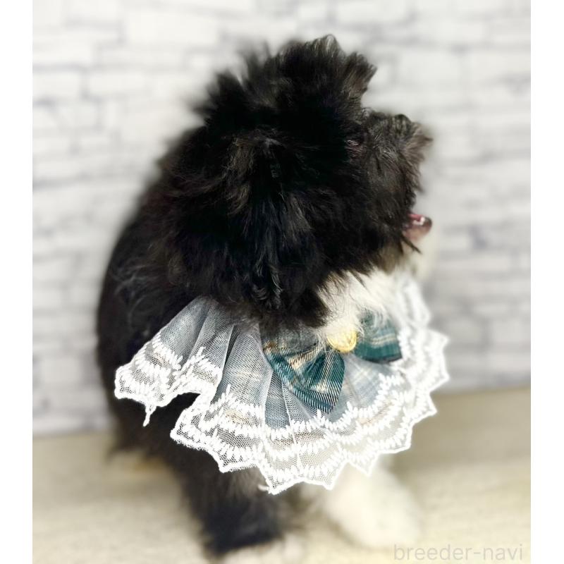 販売中の埼玉県のミックス犬-411462の8枚目