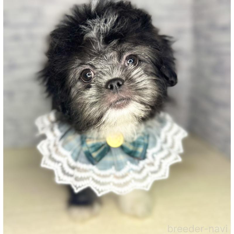 販売中の埼玉県のミックス犬-411462の7枚目