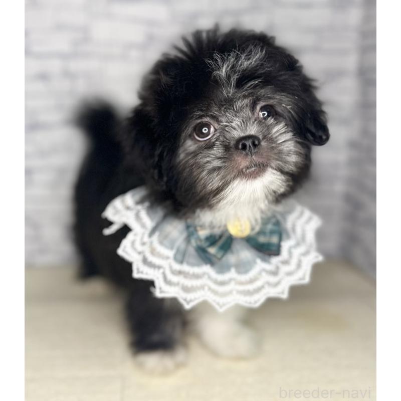 販売中の埼玉県のミックス犬-411462の5枚目