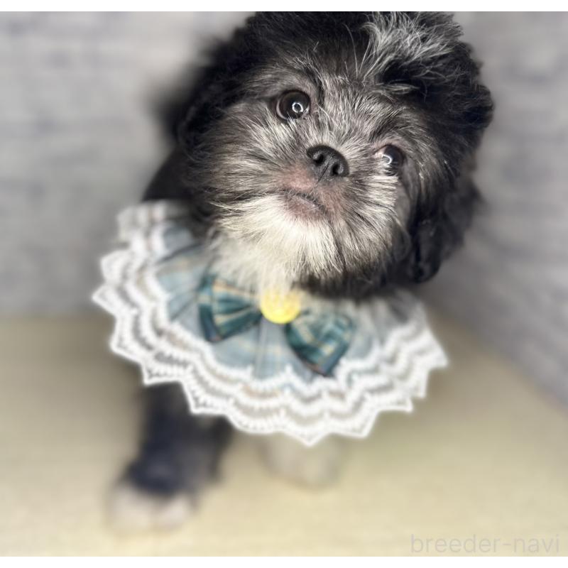 販売中の埼玉県のミックス犬-411462の4枚目