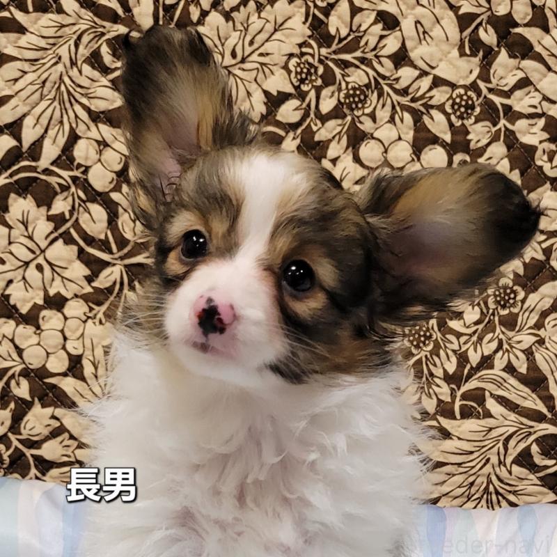 販売中の埼玉県のパピヨン-411463の1枚目
