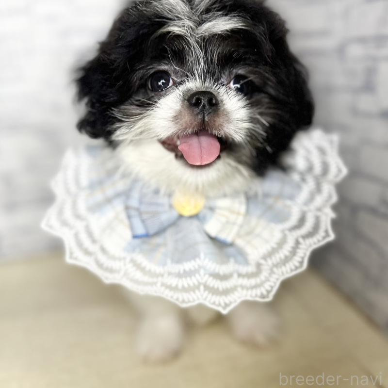 販売中の埼玉県のミックス犬-411465の1枚目