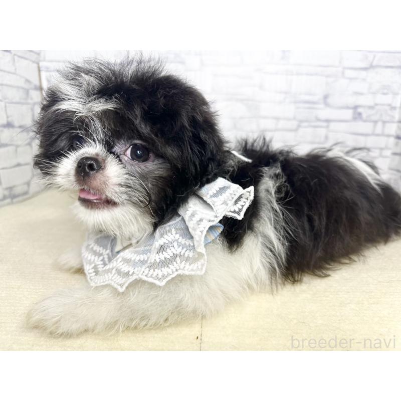 販売中の埼玉県のミックス犬-411465の9枚目