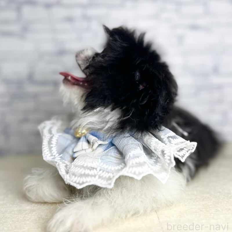 販売中の埼玉県のミックス犬-411465の7枚目