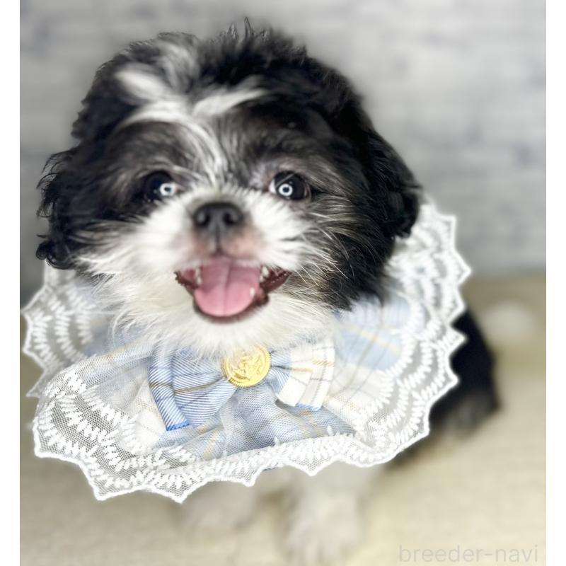 販売中の埼玉県のミックス犬-411465の6枚目