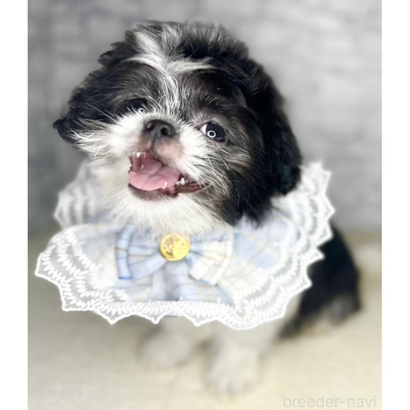 販売中の埼玉県のミックス犬-411465の5枚目