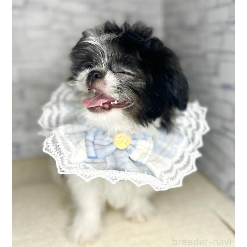 販売中の埼玉県のミックス犬-411465の4枚目