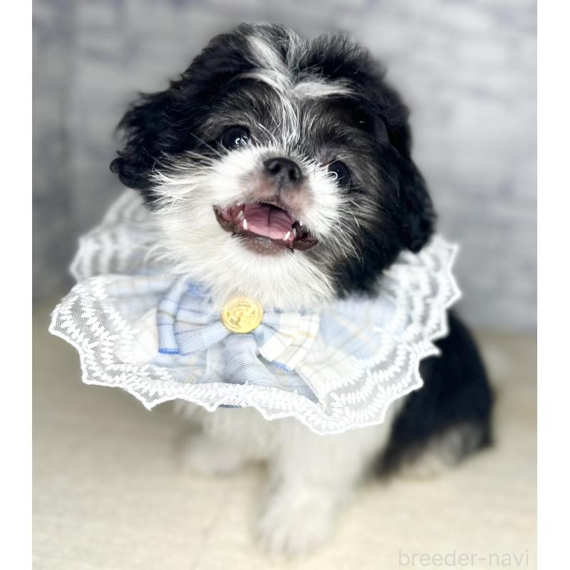 販売中の埼玉県のミックス犬-411465の3枚目