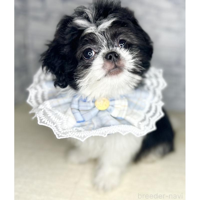 販売中の埼玉県のミックス犬-411465の2枚目
