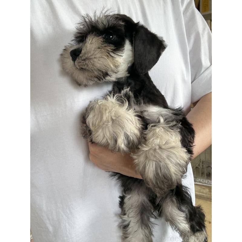 成約済の静岡県のミニチュアシュナウザー-407220の7枚目