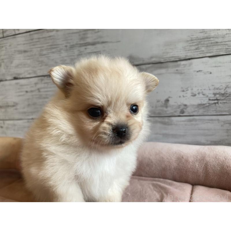 成約済の北海道のポメチワ:ポメラニアン×チワワ-410114の6枚目
