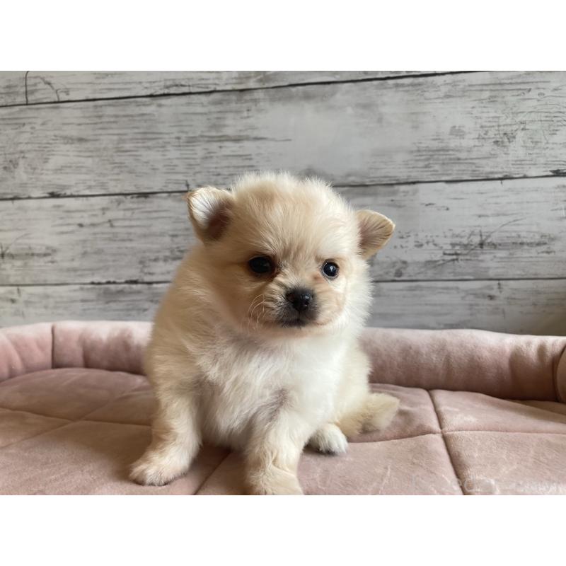 成約済の北海道のポメチワ:ポメラニアン×チワワ-410114の5枚目