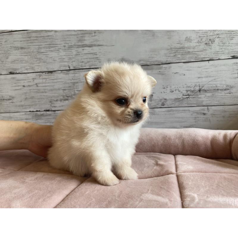 成約済の北海道のポメチワ:ポメラニアン×チワワ-410114の3枚目