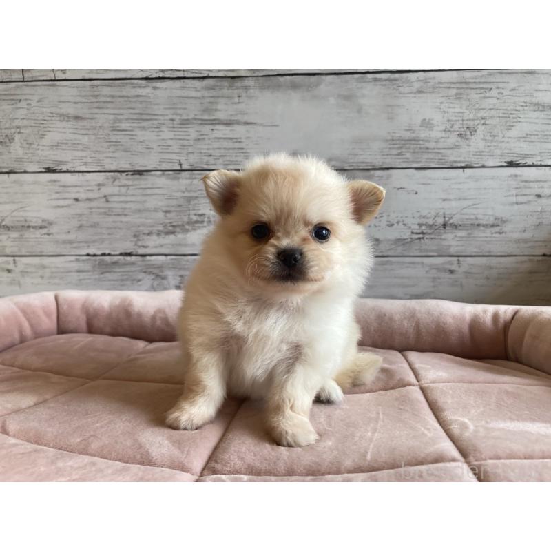 成約済の北海道のポメチワ:ポメラニアン×チワワ-410114の2枚目