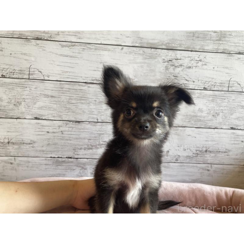 成約済の北海道のミックス犬-400905の6枚目