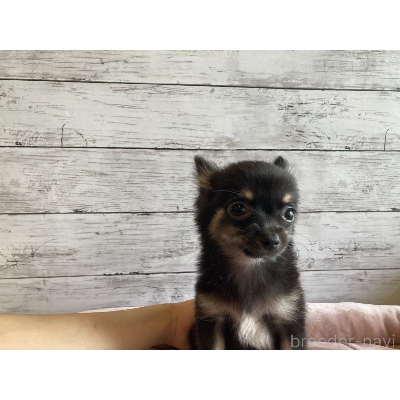 成約済の北海道のミックス犬-400905の5枚目