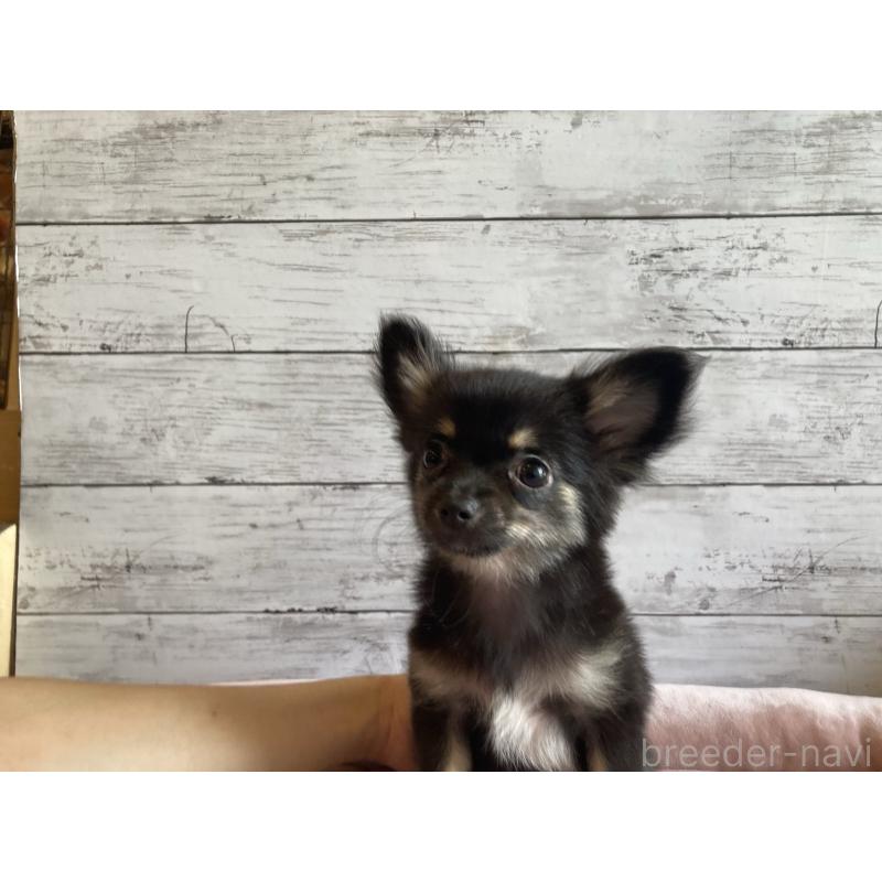 成約済の北海道のミックス犬-400905の4枚目