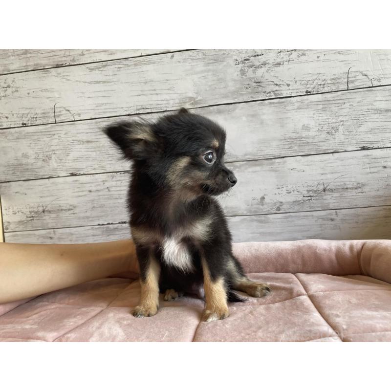 成約済の北海道のミックス犬-400905の3枚目