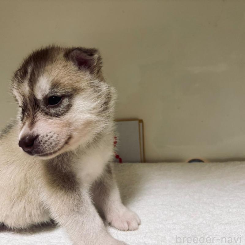 販売中の三重県のシベリアンハスキー-411478の2枚目