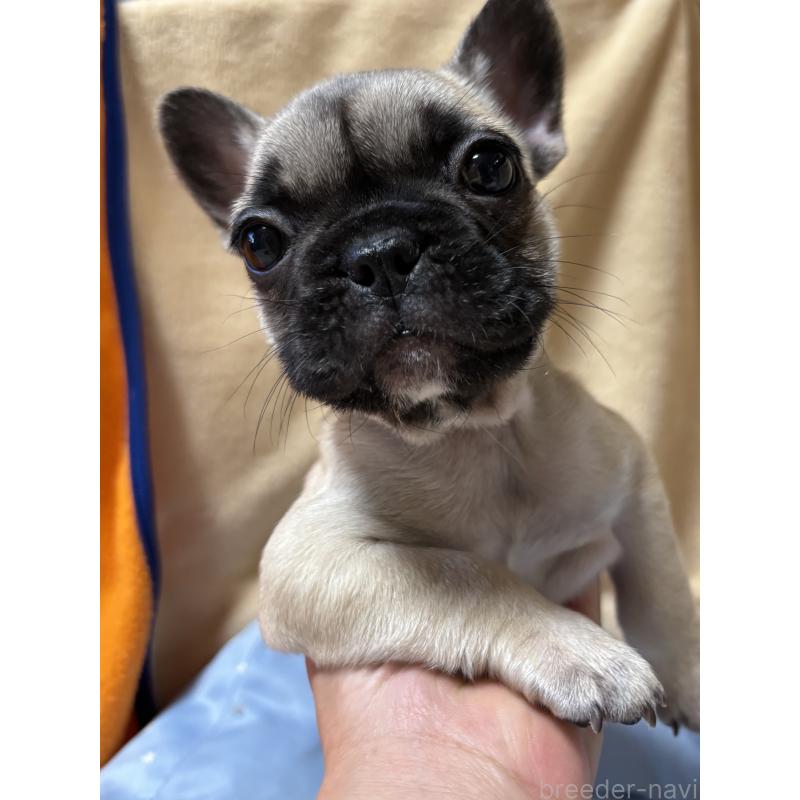成約済の三重県のフレンチブルドッグ-408165の4枚目
