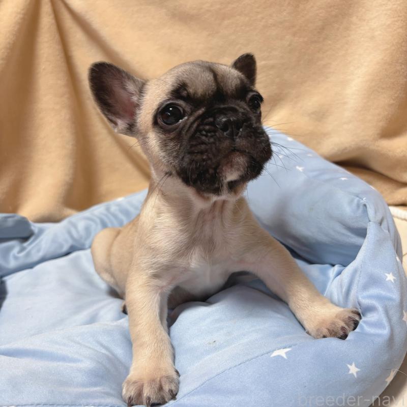 成約済の三重県のフレンチブルドッグ-408165の3枚目