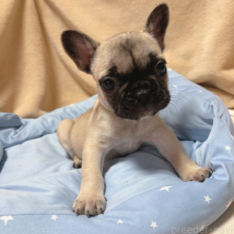 成約済の三重県のフレンチブルドッグ-408165の1枚目