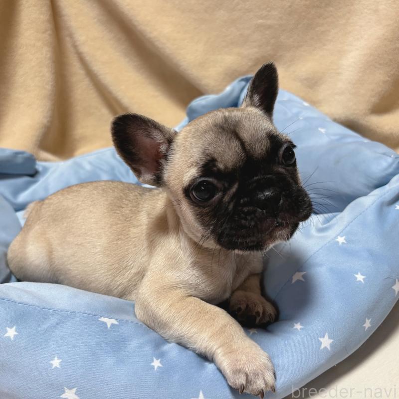 成約済の三重県のフレンチブルドッグ-408165の2枚目