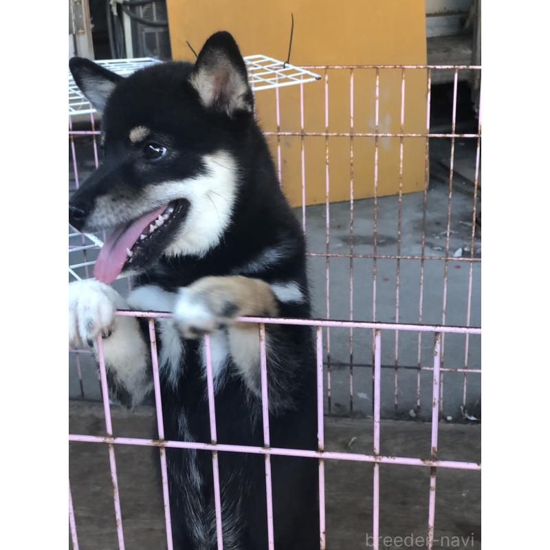 販売中の三重県の柴犬-411484の2枚目
